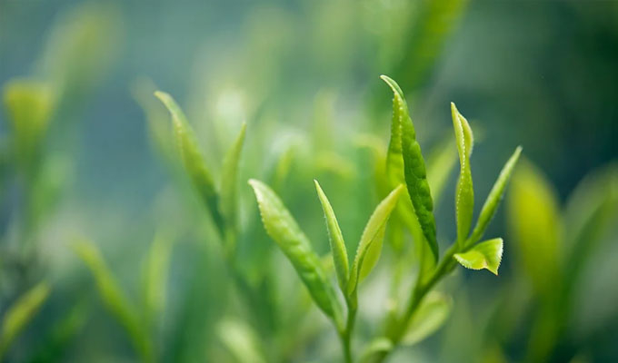 你了解茶葉最佳的沖泡方法嗎？